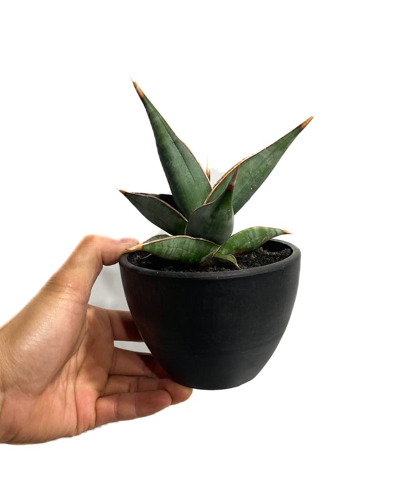 サンセベリア ピングイキュラ「Sansevieria pinguicula」3/22-176