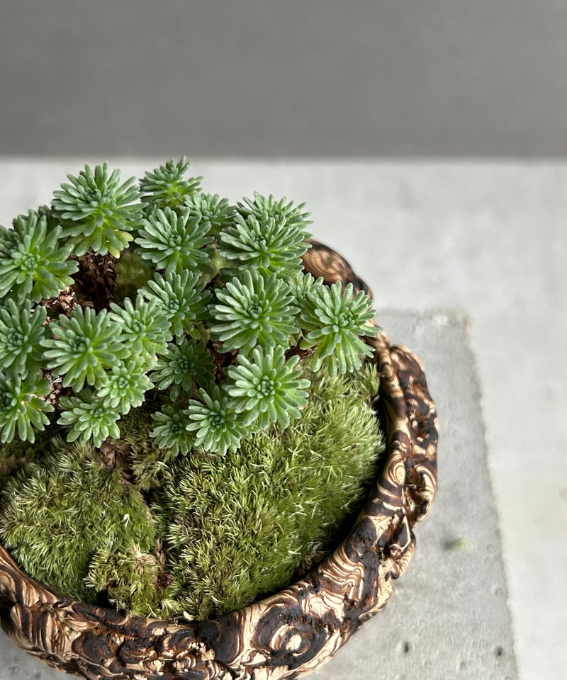 セダム 小松緑(こまつみどり) + plantsmonsters pot「Sedam mult