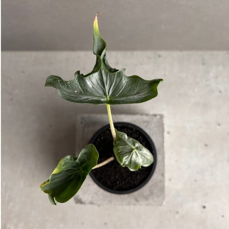 アロカシア | STORES