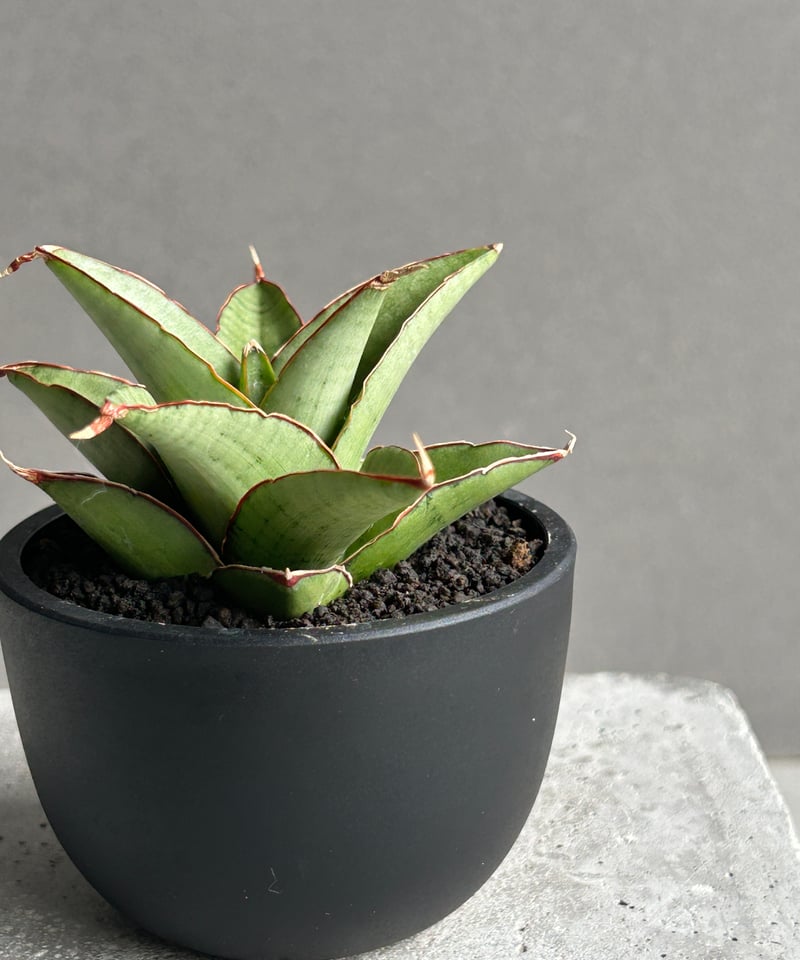 サンセベリア ノック ユン「Sansevieria Nok Yung」60I | SHOUCH