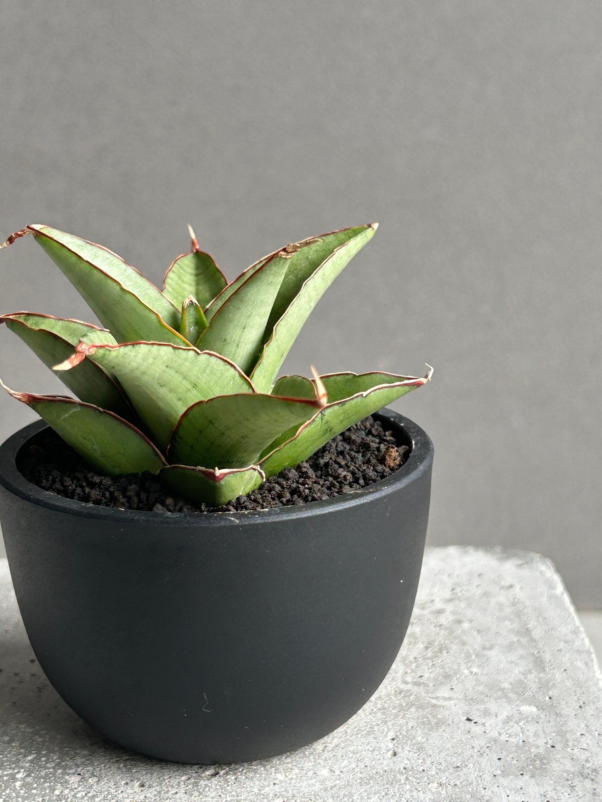 サンセベリア ノック ユン「Sansevieria Nok Yung」60I | SHOUCH