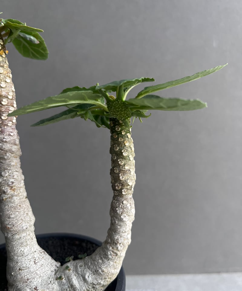 ドルステニア フォエチダ “多頭タイプ” 「Dorstenia foetida」12D | S