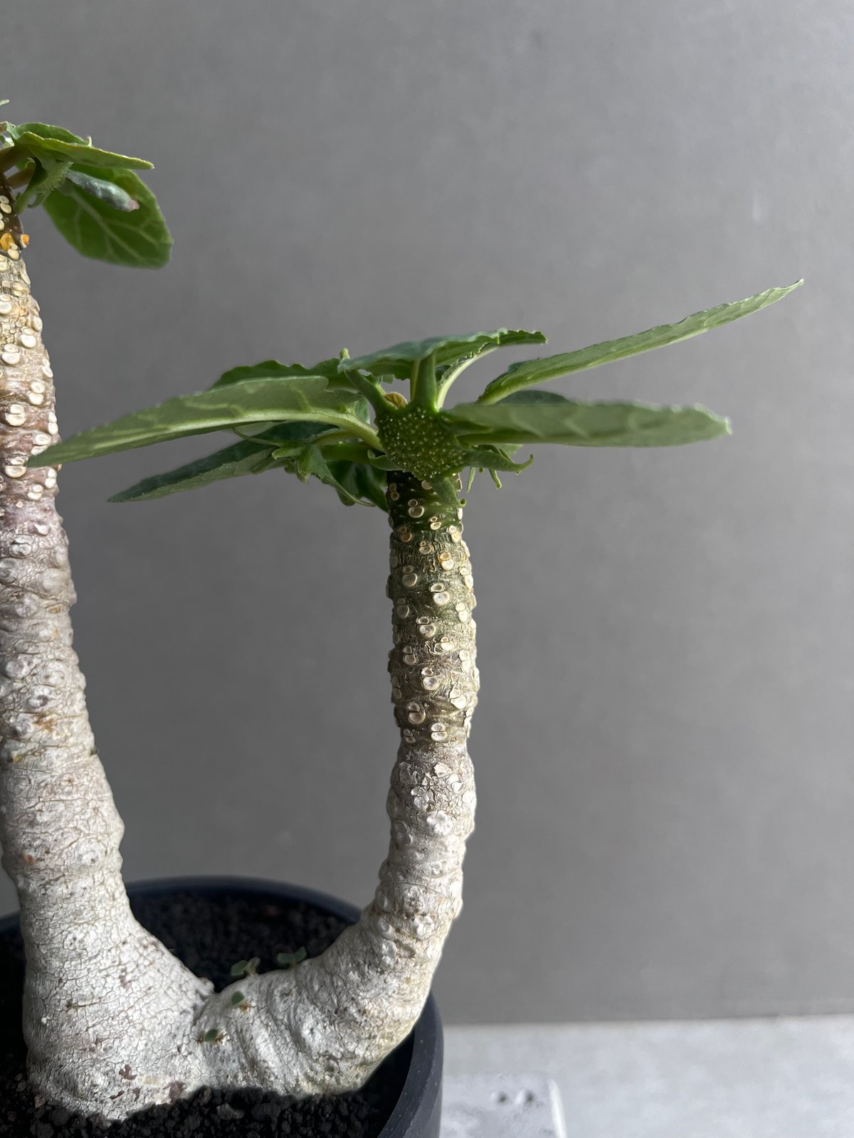 ドルステニア フォエチダ 大株 多頭株 ドルステニア フォエチダ “多頭