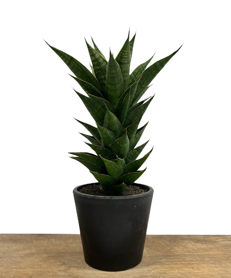 サンスベリア Sansevieria Mingmanee v B サンスベリア Sansevieria Mingmanee v B Sansevieria Meena