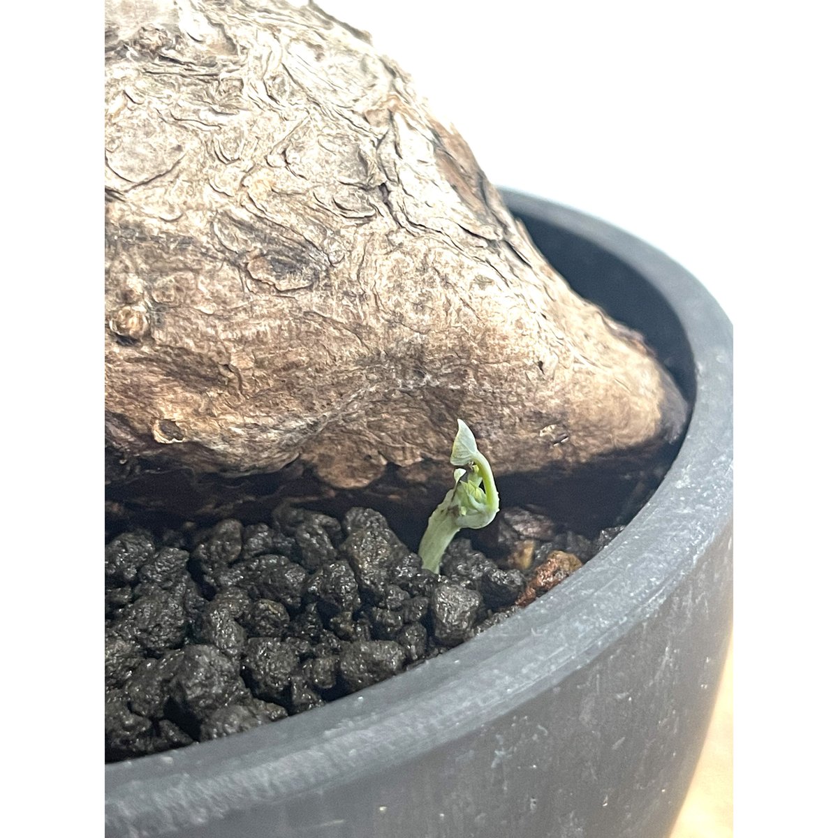 ステファニア カウィーサキー「Stephania Kaweesakii」3/8-128 | S