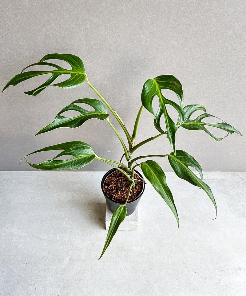 モンステラ バールマルクスフレーム 「Monstera burle marx's