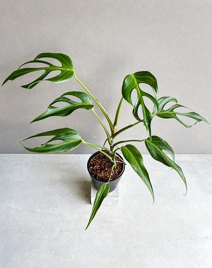 モンステラ バールマルクスフレーム① モンステラ：バールマルクスフレーム 3.5号ねこチップ