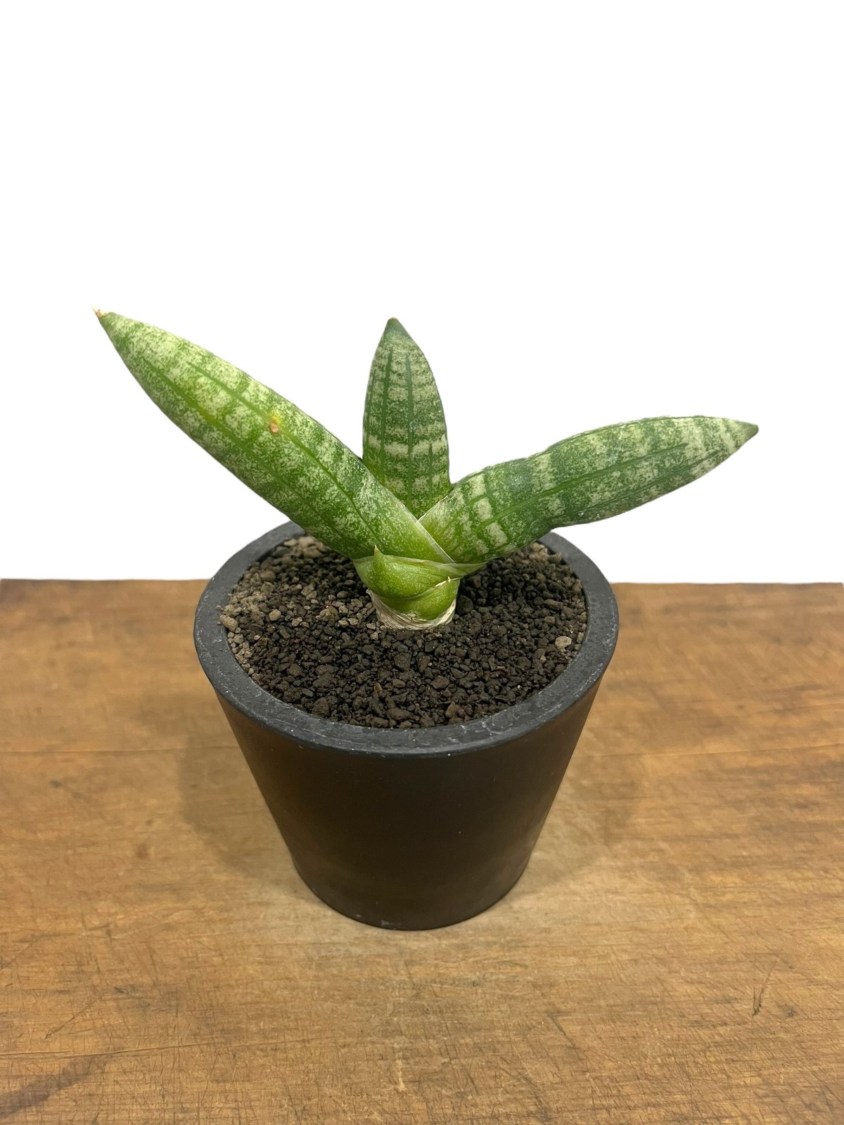 サンセベリア ミーナ 「Sansevieria Meena 」30S | SHOUCHIKUEN