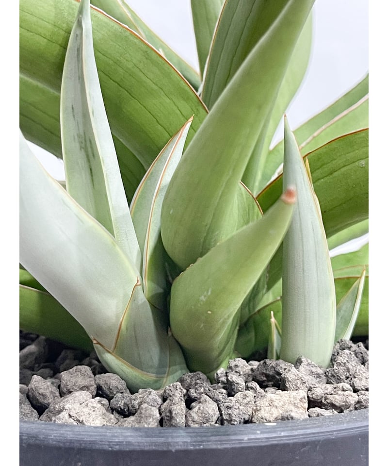 サンセベリア バイ-ビッド「Sansevieria Bi-Bid (by Unyamanee