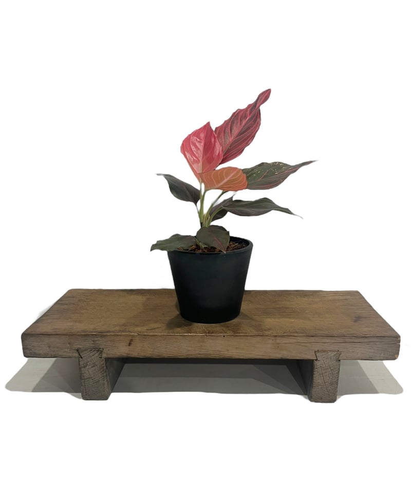アグラオネマ レッド ベイン 「Aglaonema Red Vein」36U | SHOUCH
