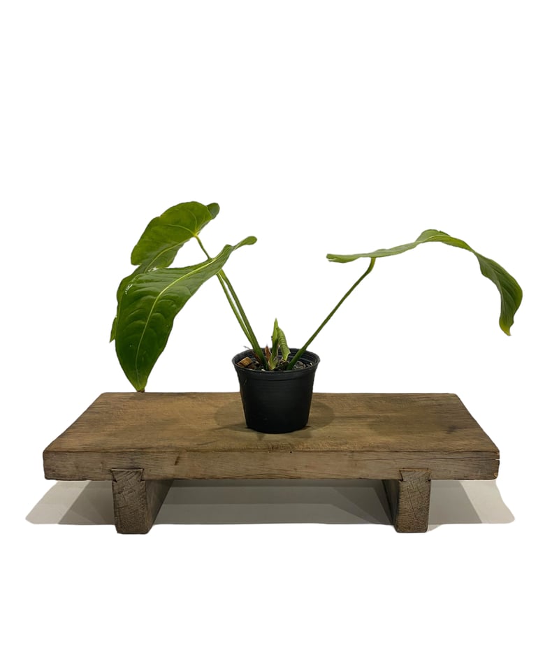 アンスリウム ベイチー 「Anthurium veitchii」30N | SHOUCHIKUEN