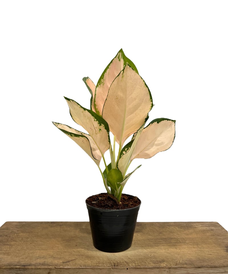 アグラオネマ コーチン ピーチ 「Aglaonema Cochin Peach」 39L |