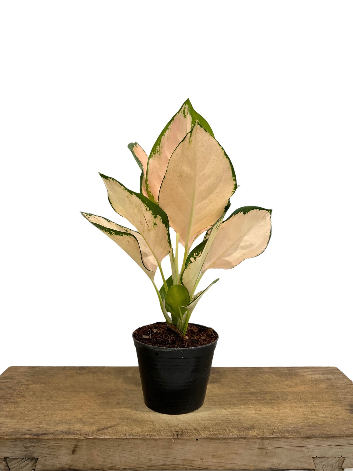 アグラオネマ コーチン ピーチ 「Aglaonema Cochin Peach」 39L |