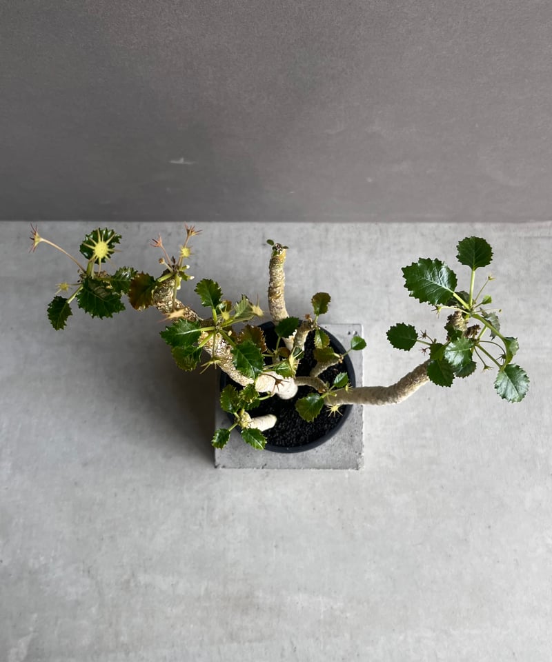 ドルステニア ジプソフィラ x ホルウッディ「Dorstenia gypsophila x h