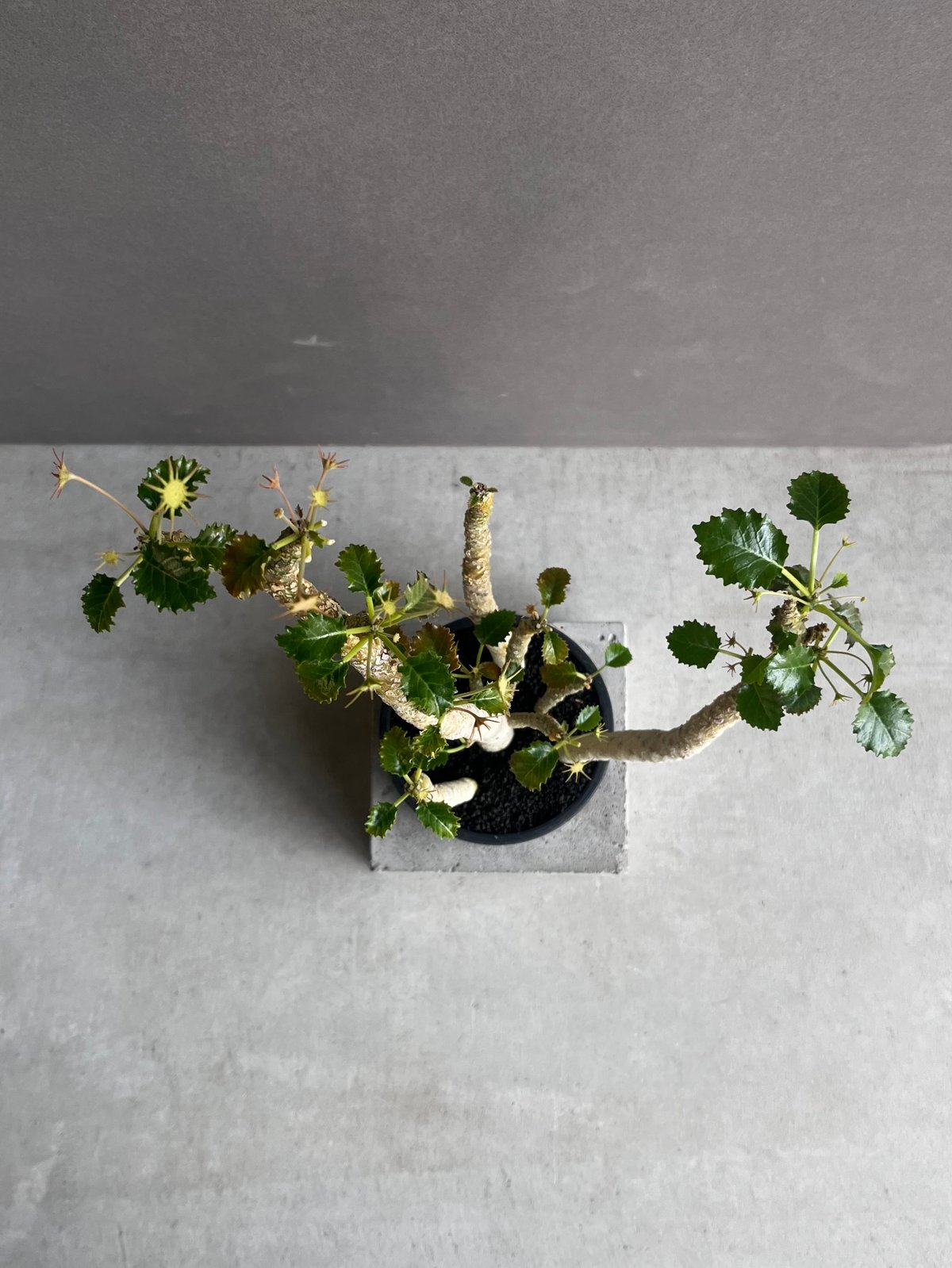 ドルステニア ジプソフィラ x ホルウッディ「Dorstenia gypsophila x h