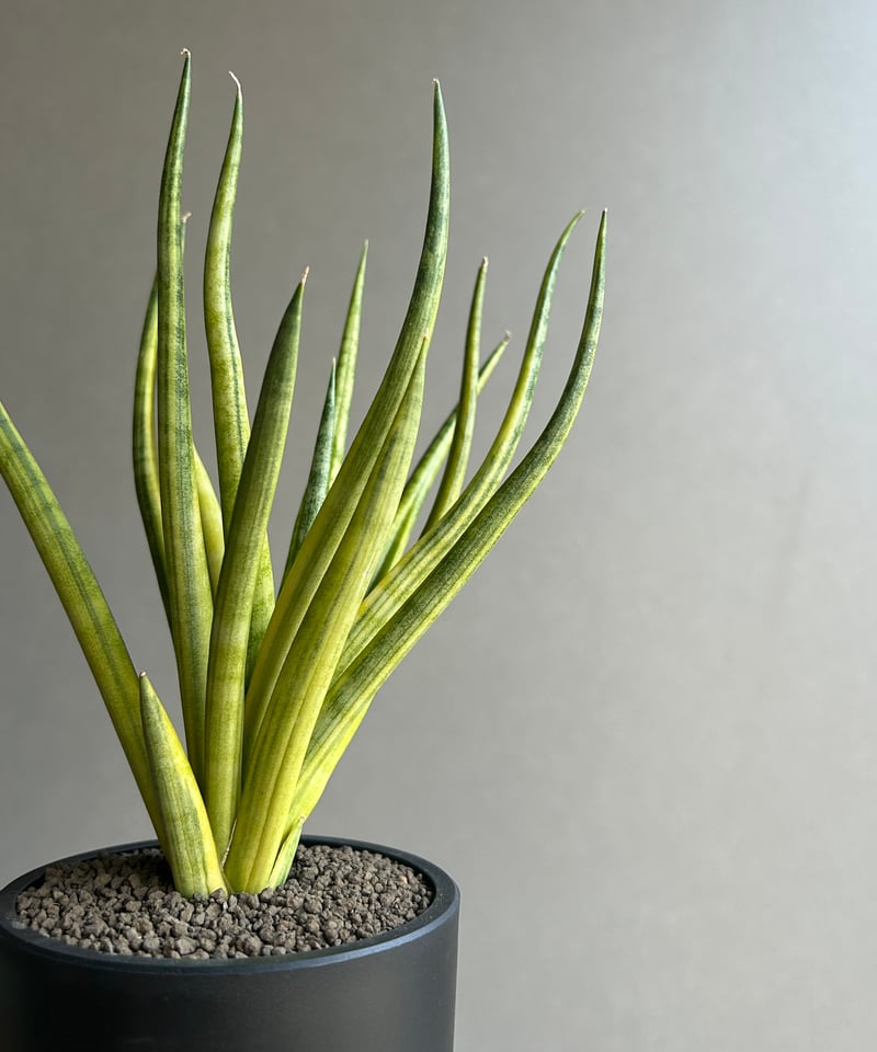 EMP サンセベリア ブンルートーチ斑入り / SA409 EMP サンセベリア ブンルートーチ斑入り / SA409