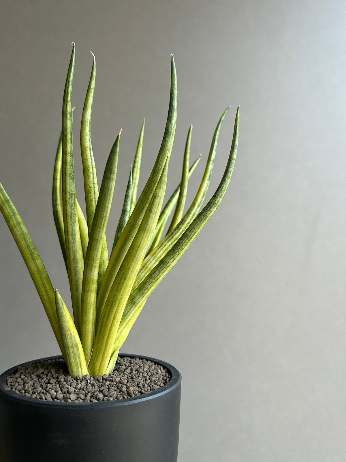 サンセベリア ブンルートーチ 斑入「Sansevieria Bunlue Torch Vari