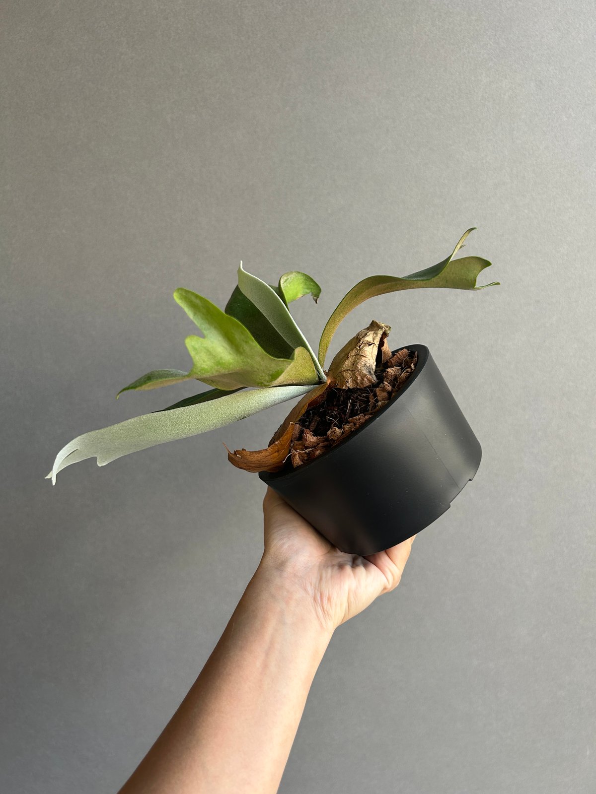 ビカクシダ P.willinckii cv. North Star Sporeling ビカクシダ ウィリンキー cv. ノース スター スポアリング