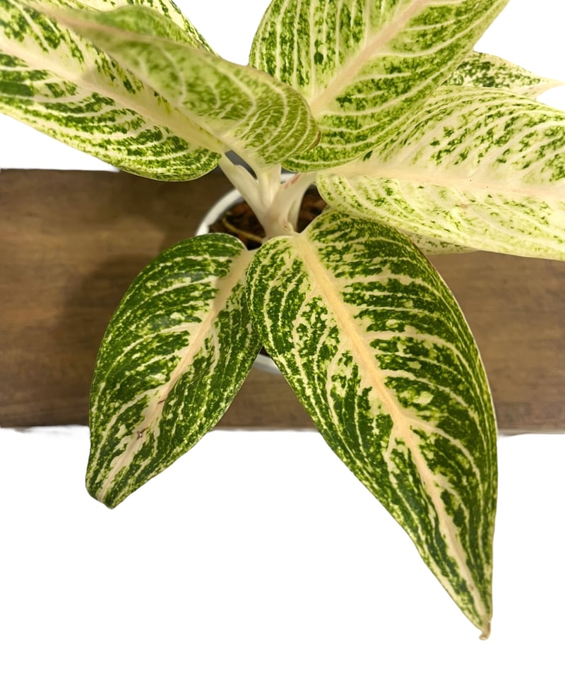 アグラオネマ ホワイト レガシー 「Aglaonema White Legacy」79L