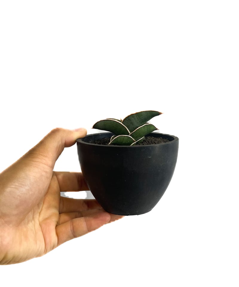 サンセベリア ロリダ 「Sansevieria rorida」8/23-70B | SHOU