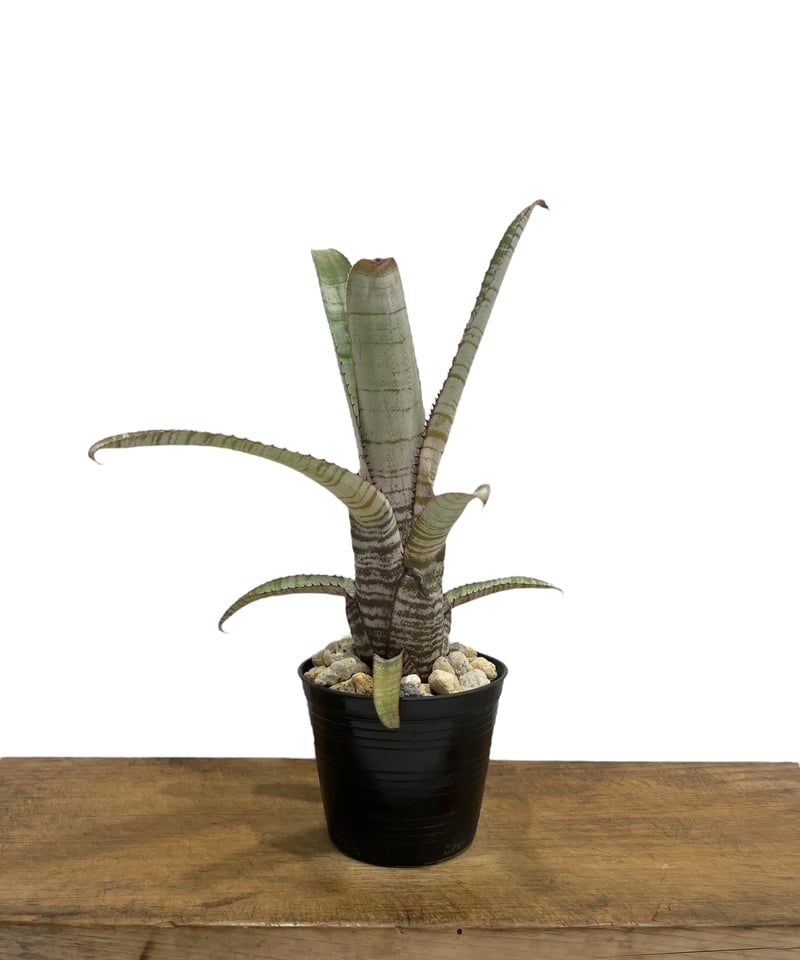 エクメア ヌディカウリス アクアリス 「Aechmea nudicaulis var