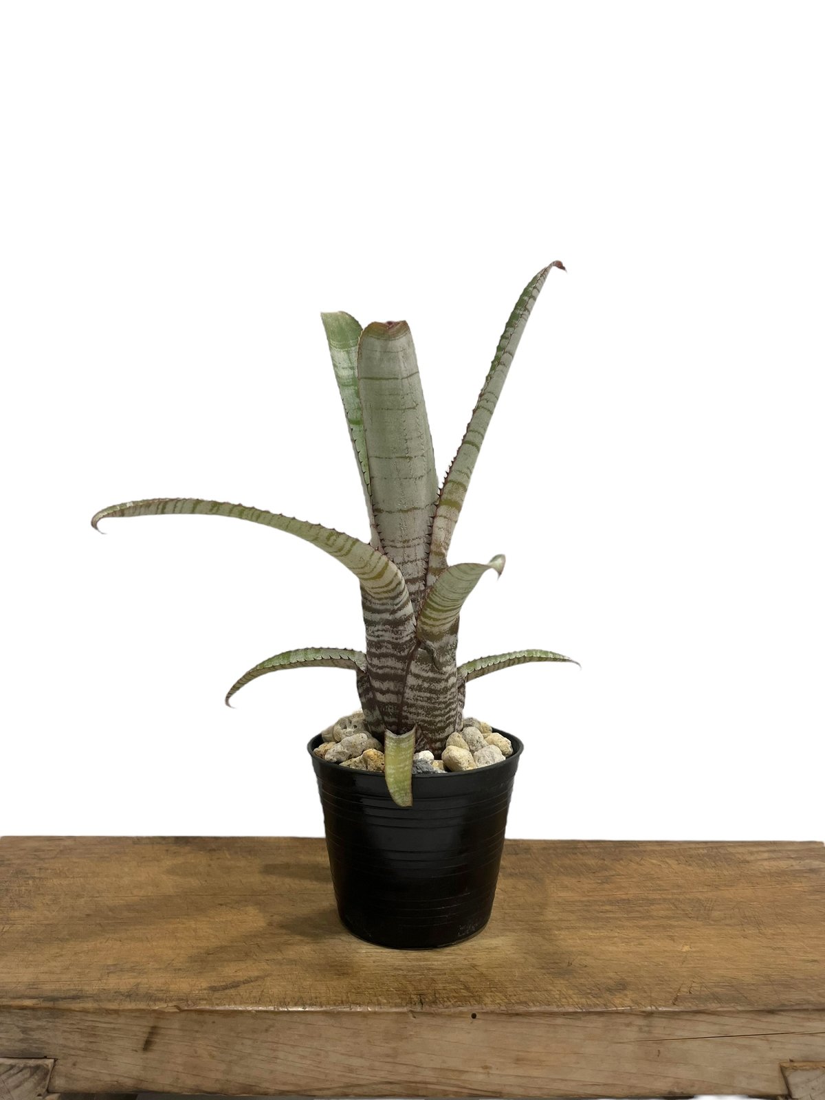 エクメア ヌディカウリス アクアリス 「Aechmea nudicaulis var. aeq