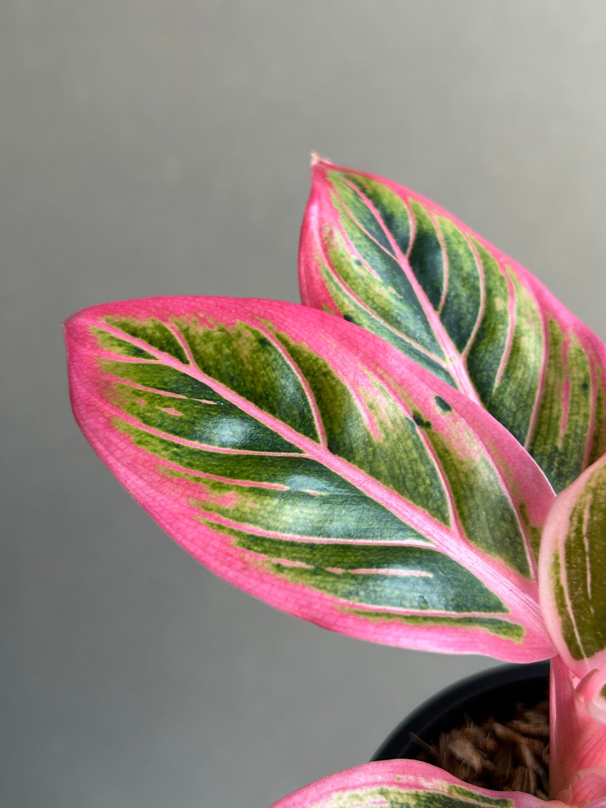 アグラオネマ ロータス デライト 「Aglaonema Lotus Delight」81L |