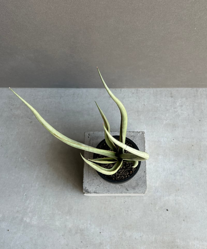 サンセベリア シルバー スパイラル「Sansevieria Silver Spiral (b