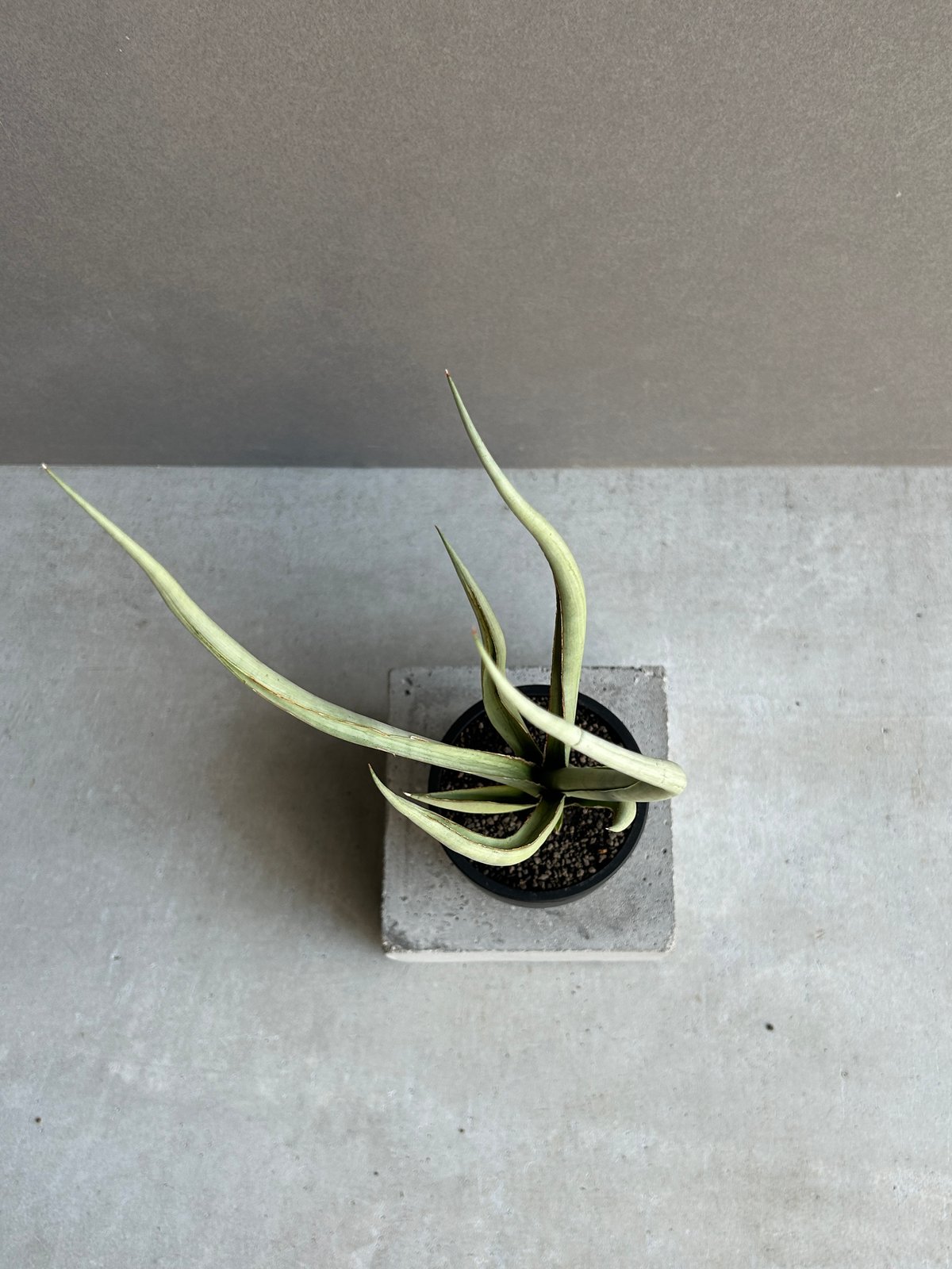 サンセベリア シルバー スパイラル「Sansevieria Silver Spiral (b