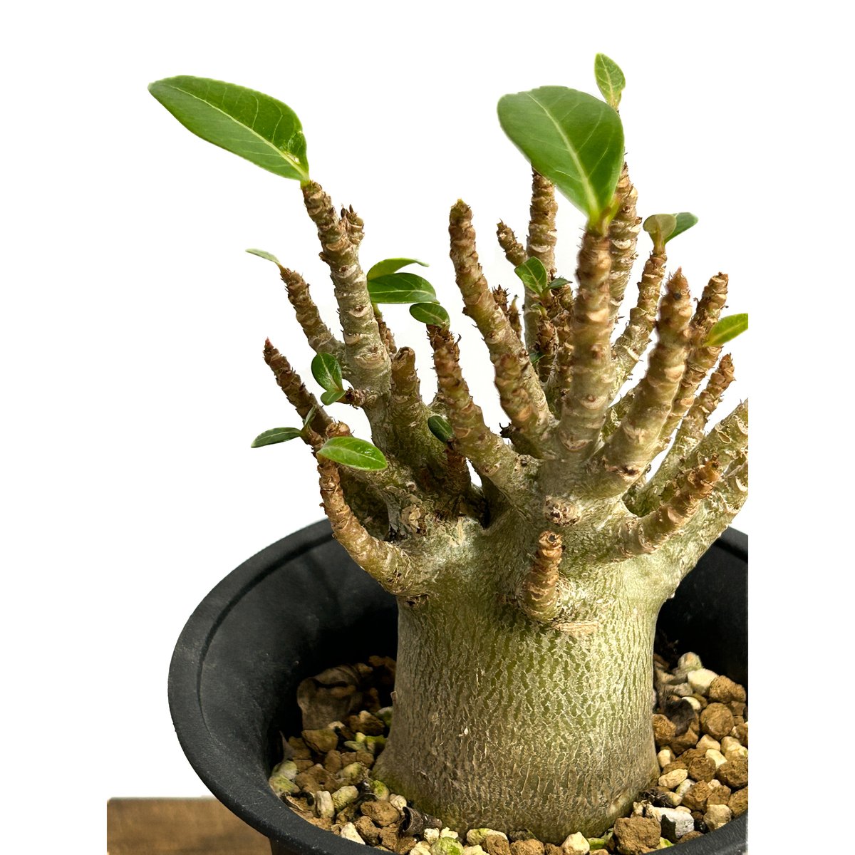 EMP アデニウム アラビカム ドワーフ / AD84 アデニウム・アラビカム