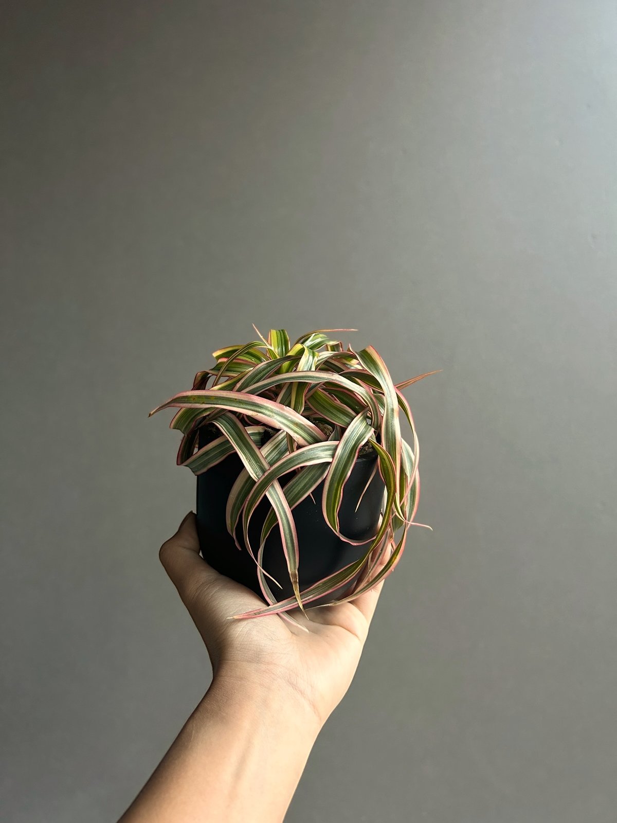 ドラセナ キュンティ「Dracaena concinne Kuhnty 」99J | SHOU