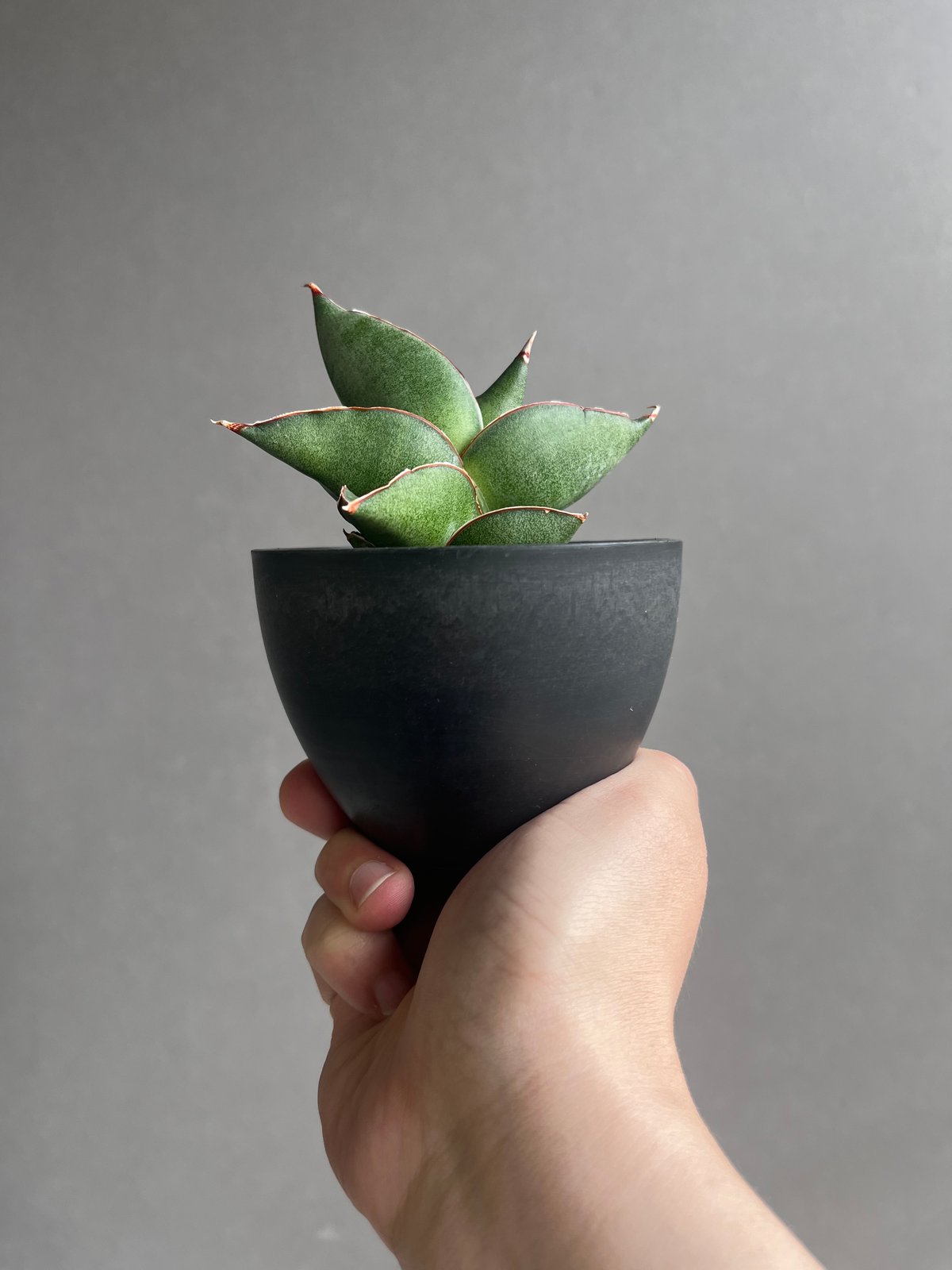 サンセベリア オペラ ハウス 「Sansevieria Opera House 」36B |