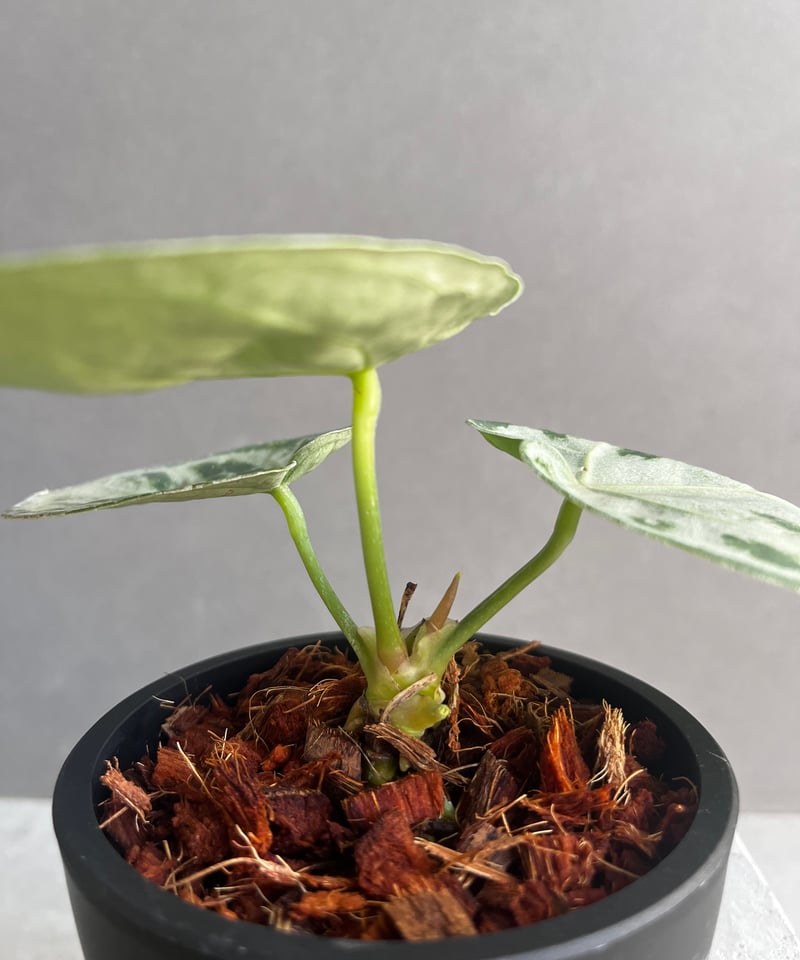 アンスリウム ドラヤキ シルバー 「Anthurium Dorayaki Silver