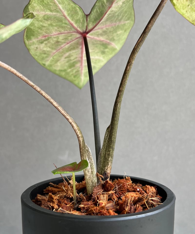 カラジューム ハイブリッド “ダルマ” 「Caladium Hybrid “Daruma”」5
