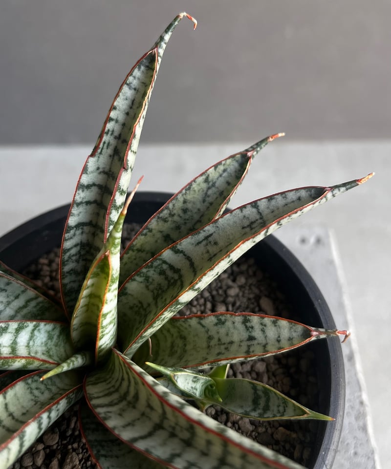 サンセベリア サンシャイン エンジェル 「Sansevieria Sunshine Angel