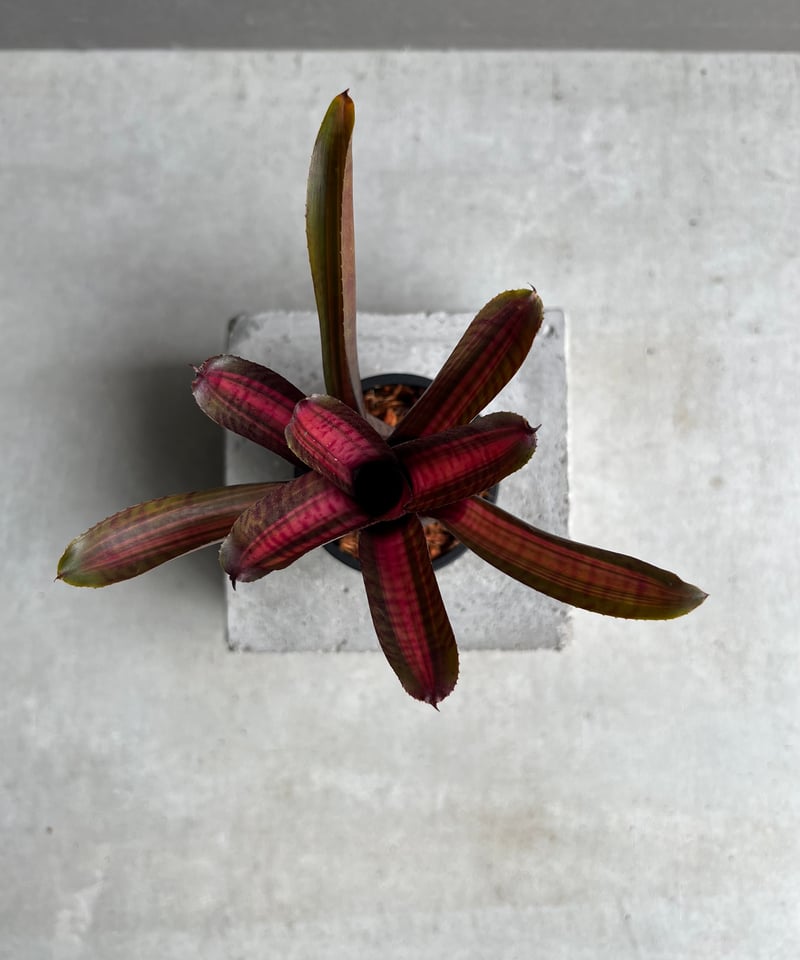 Neoregelia Skotak Hybrid〔ネオレゲリア〕N0602 アウトレット ストアフラワー・ガーデニング - Neoregelia Skotak