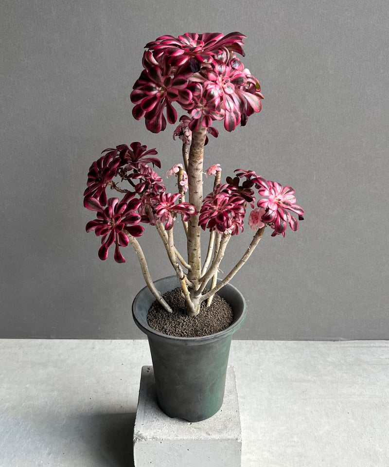 アエオニウム 'シャネル' 「Aeonium 'Chanel'」31N | SHOUCHIKUEN