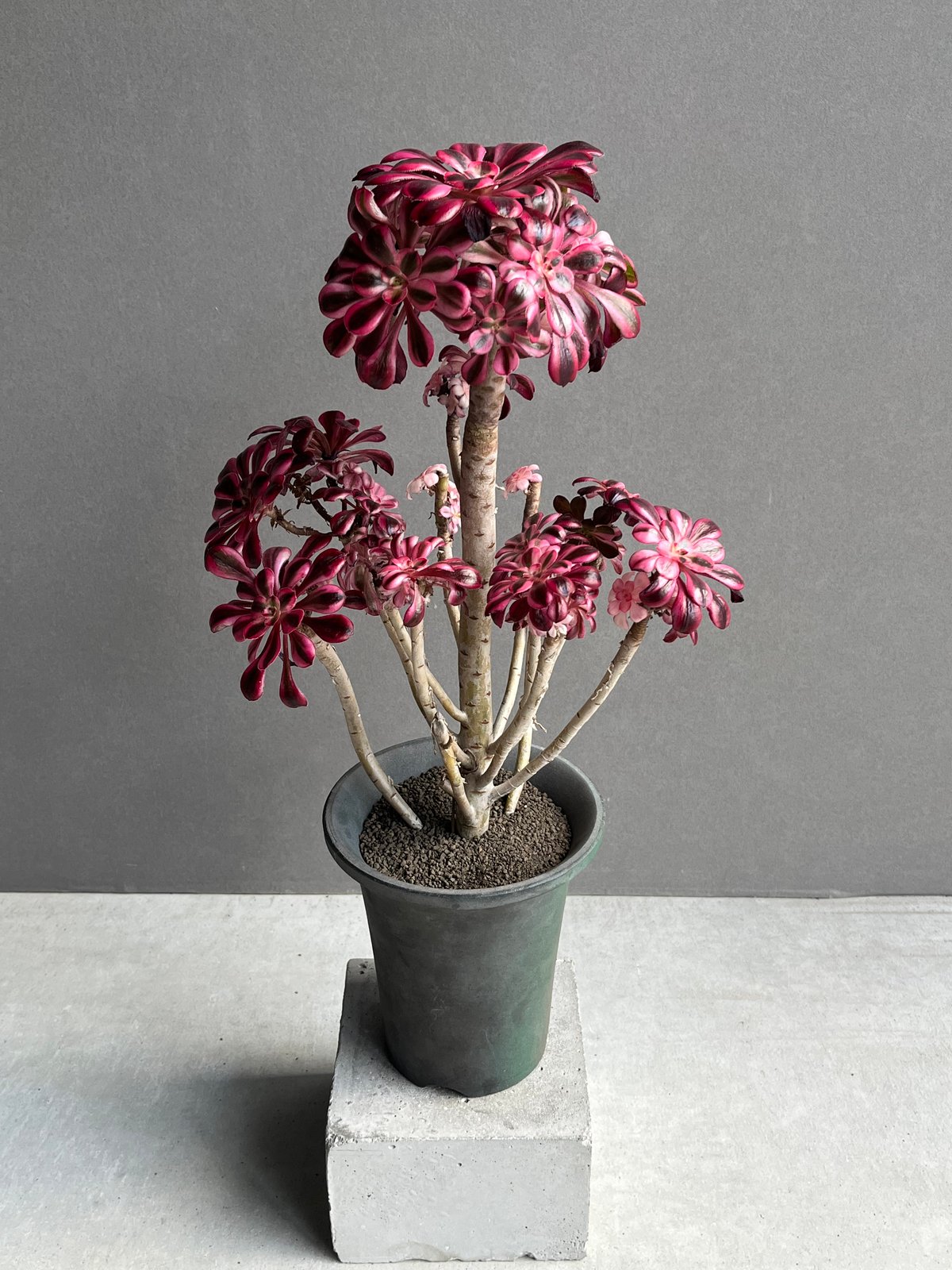 アエオニウム　シャネル錦40cm アエオニウム 'シャネル' 「Aeonium 'Chanel'」31N | SHOUCHIKUEN