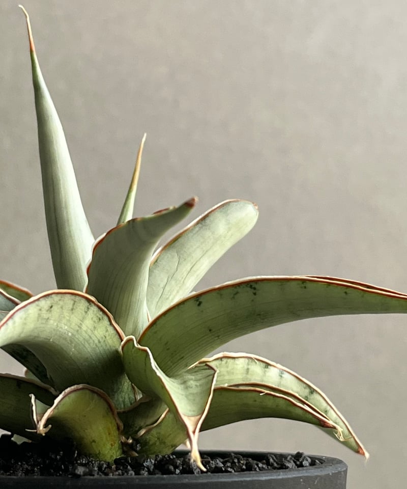 サンセベリア モスキート 「Sansevieria Mosquito」54N | SHOUCH