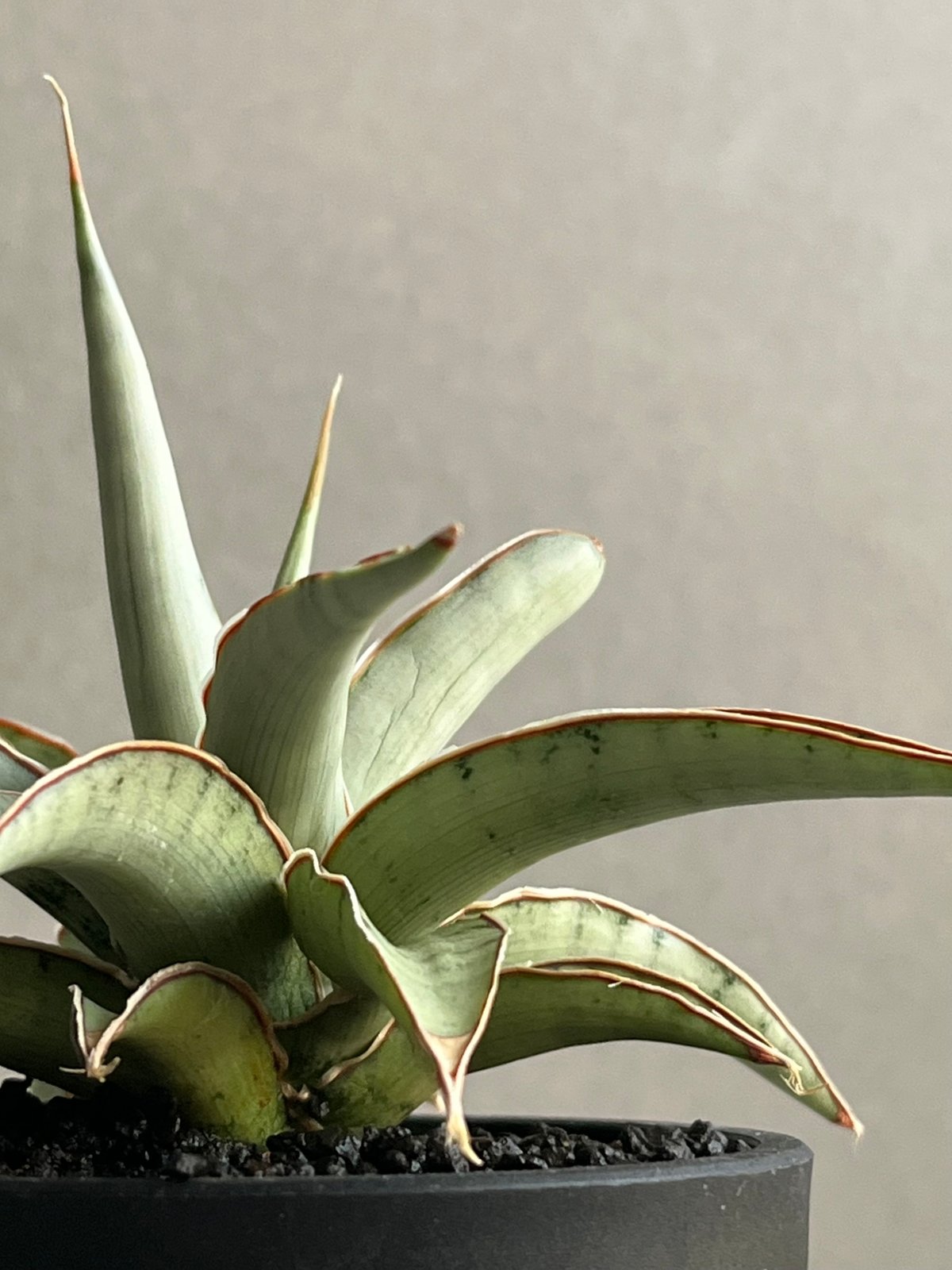 サンセベリア モスキート 「Sansevieria Mosquito」54N | SHOUCH