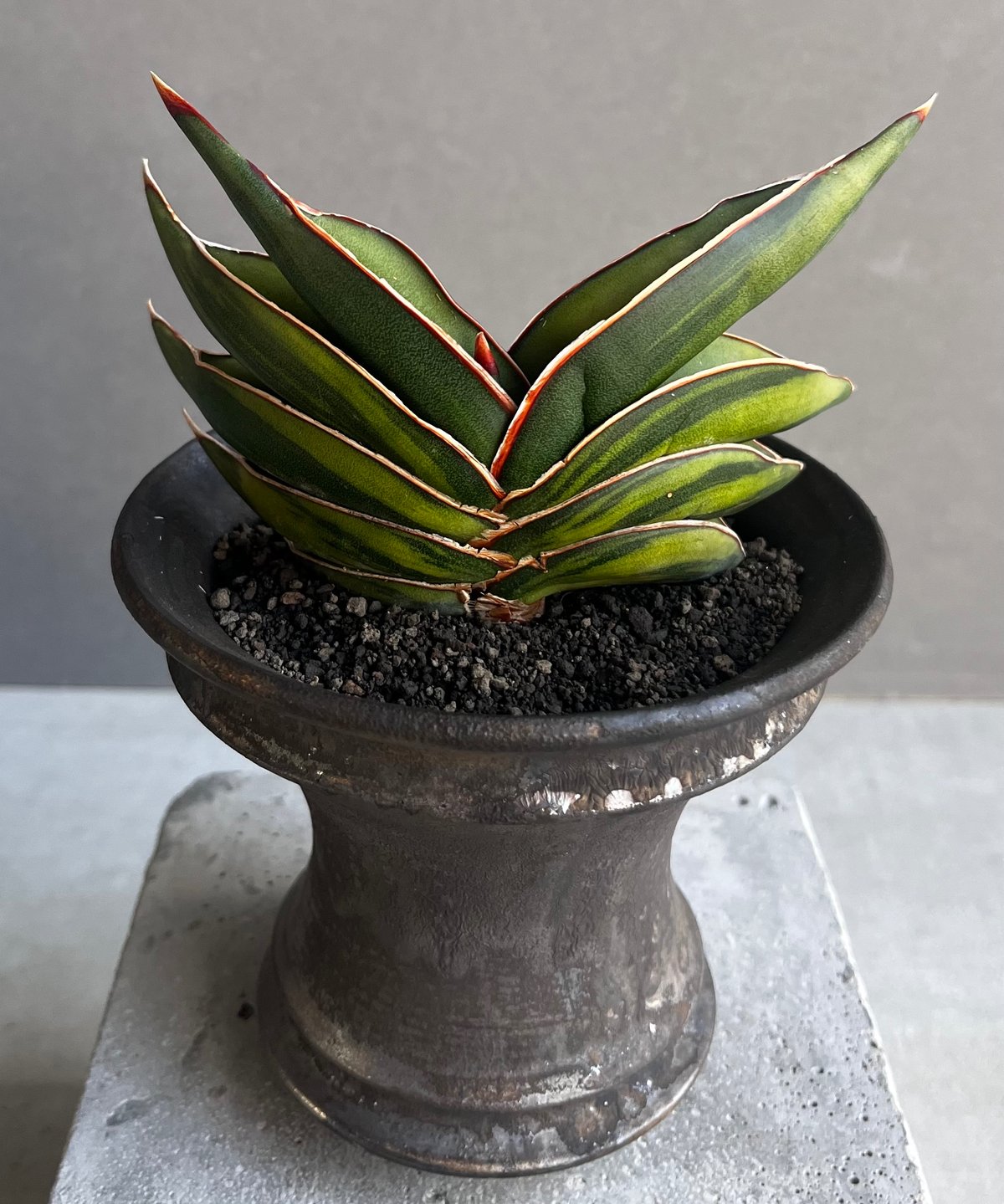 サンスベリア ロリダ 斑入Sansevieria Rorida Ver Amazon.co.jp: サンスベリア ロリダ 斑入り Sansevieria Rorida