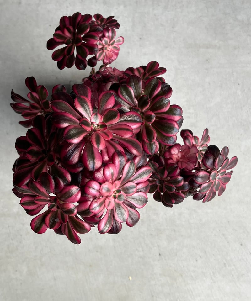 アエオニウム 'シャネル' 「Aeonium 'Chanel'」30N | SHOUCHIKUEN