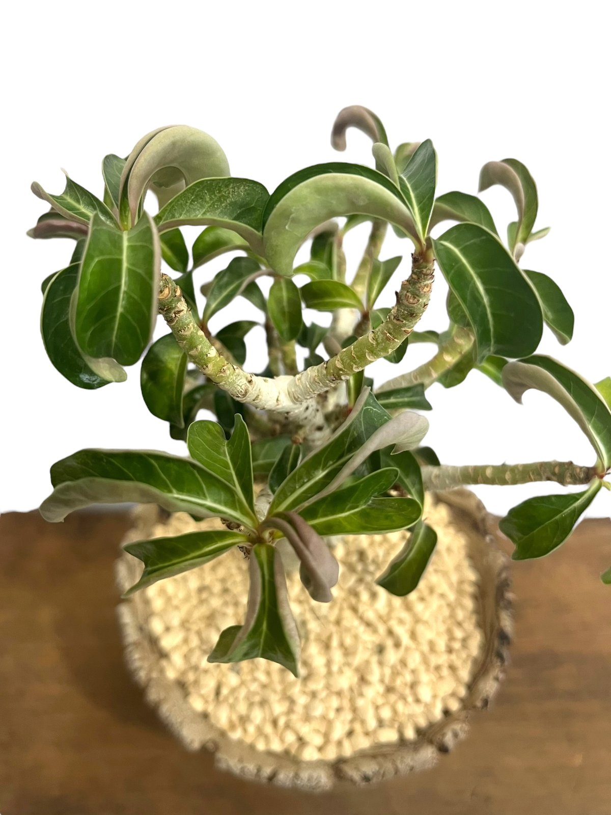 アデニウム メデューサD.H.A (獅子葉) + plantsmonsters pot 「Ad