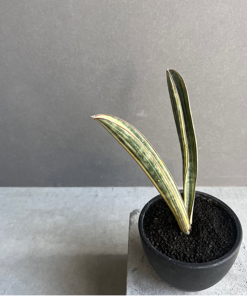 サンスベリア hallii ‘Baseball Bat’ variegated Crawling from small to big💪😎👍 🍀S.hallii 'baseball bat