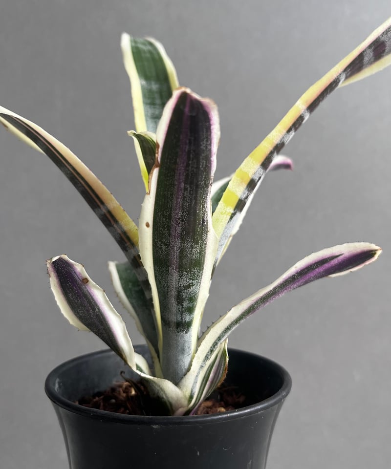 エクメア オットー 「Aechmea Otto」3A | SHOUCHIKUEN