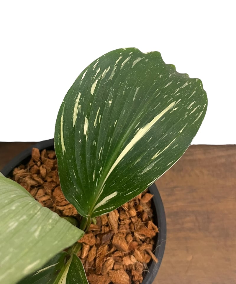 ケンフェリア sp. 斑入 「Kaempferia sp. Variegated」54V |