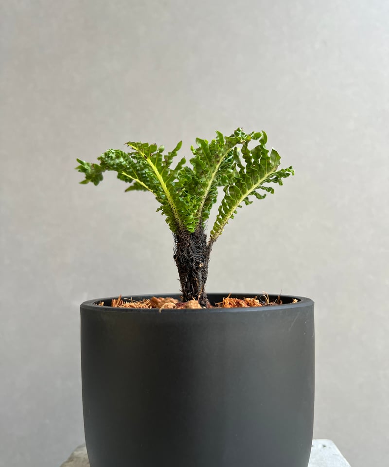 ブレクナム ギッバム ドワーフ 「Blechnum gibbum Dwarf 」64C | S