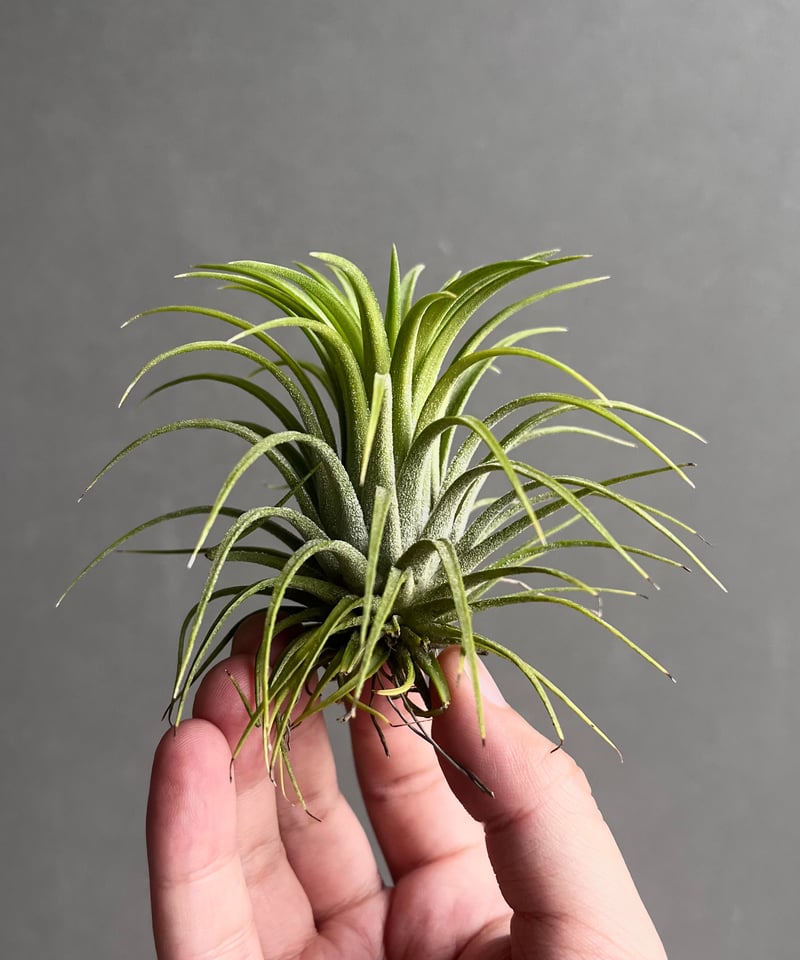 ティランジア イオナンタ ドルイド 斑入 「Tillandsia ionantha