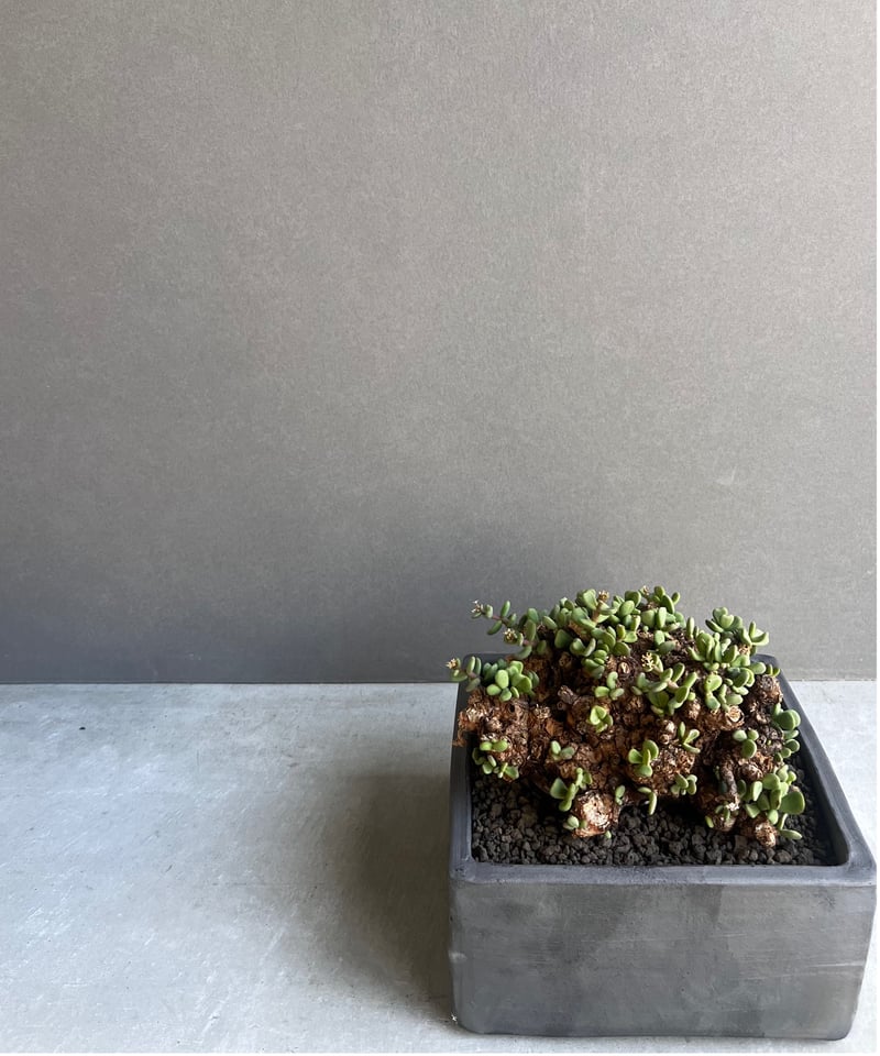 ケラリア ピグマエア 「Ceraria Pygmaea」99E | SHOUCHIKUEN