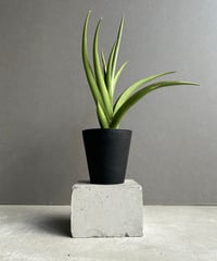 フィロデンドロン シャロニアエ 「Philodendron sharoniae」11J | S